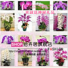 洋兰花 优雅绽放，礼赠臻选——最新产品与送礼指南